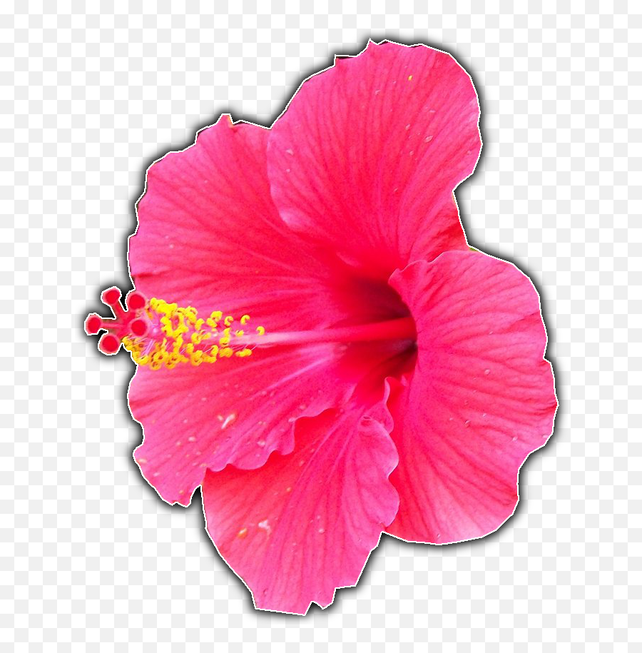 Download Script - Fu U003e Bw Border V2 Hawaiian Hibiscus Full Hawaiian Hibiscus Png,Hibiscus Png