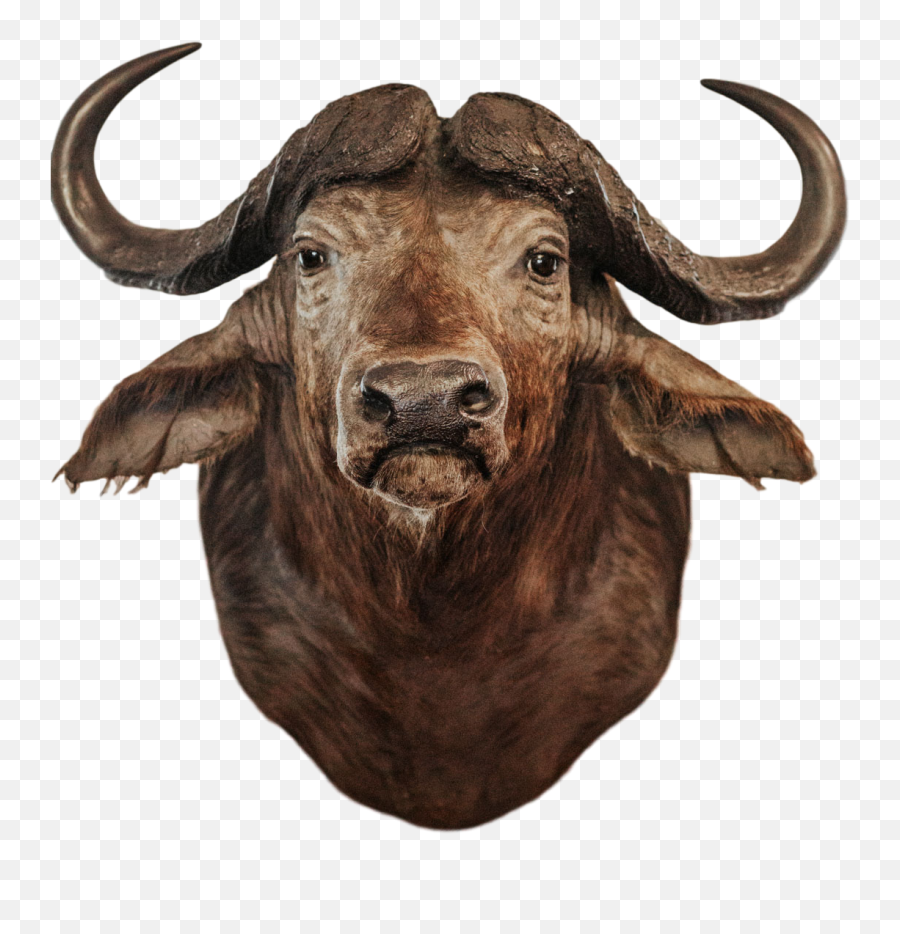 Download Buffalo Head Png - Buffalo Head Png,Cow Head Png