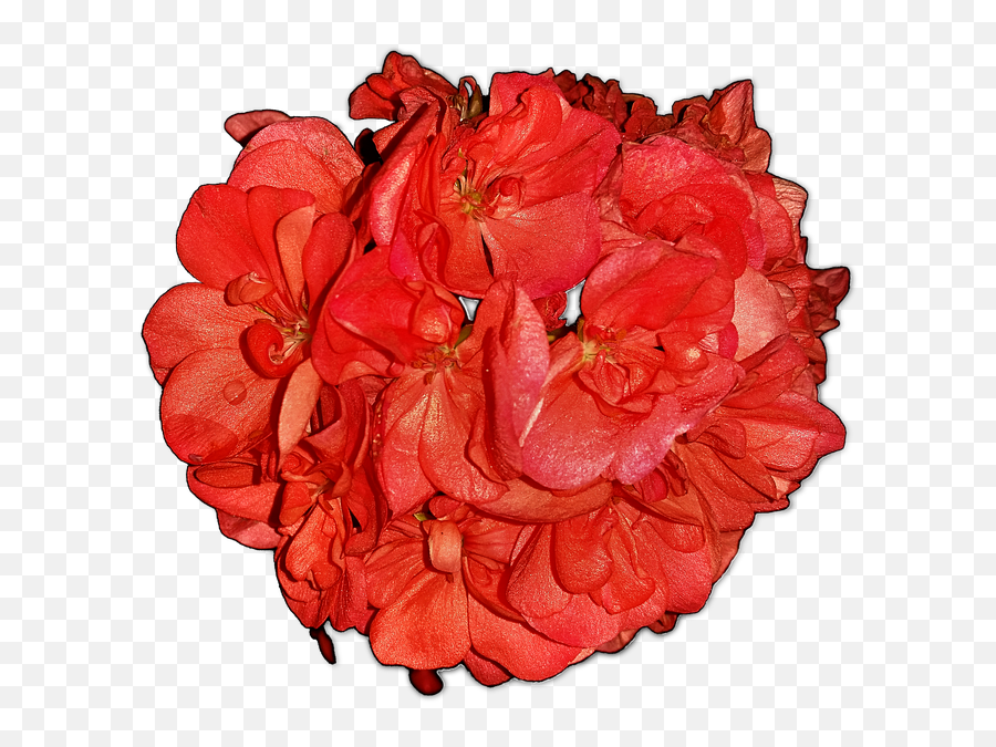 Flowerspelagoniahome Flowerspngfree Pictures - Free Hybrid Tea Rose Png,Garden Flowers Png