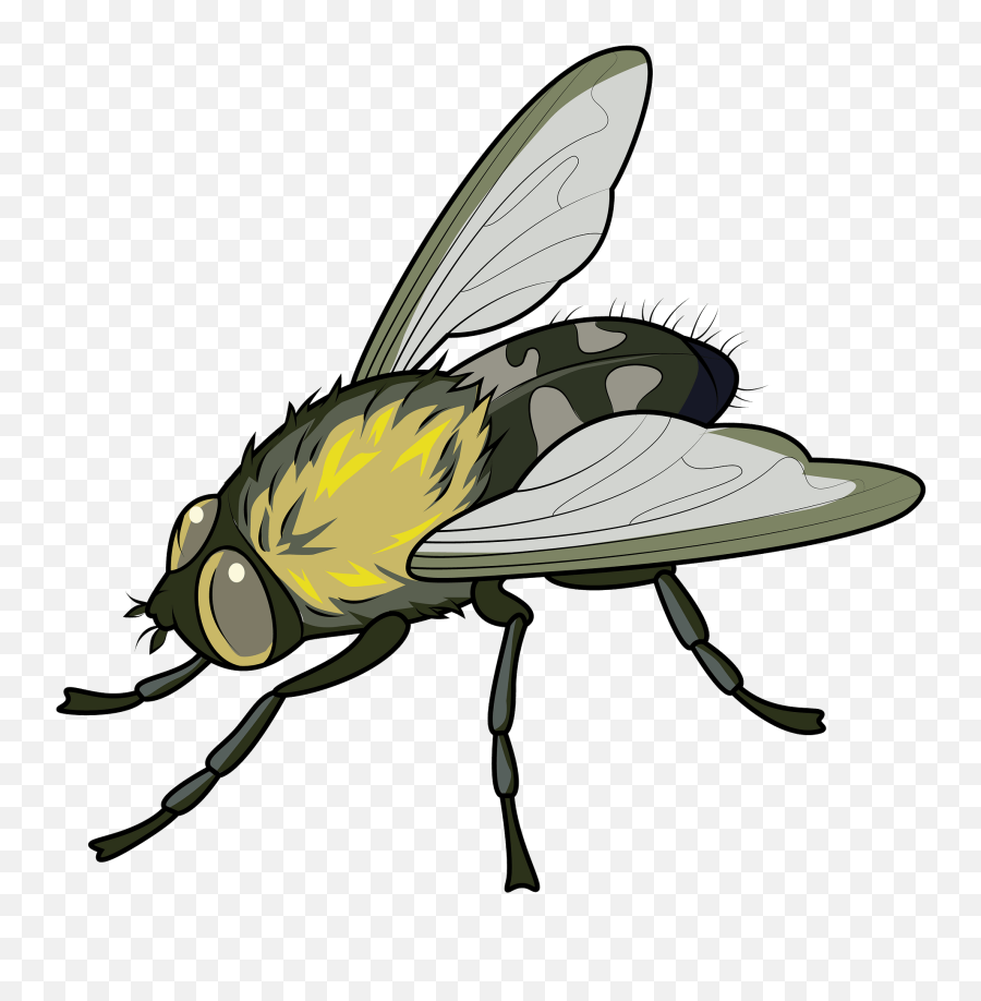 Clipart - Fly Clipart Png,Fly Transparent