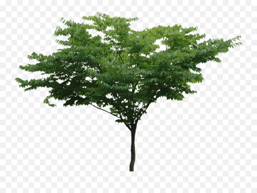 Tree File Free Download Transparent U0026 Png Clipart - Tree Png Free,Png File Download