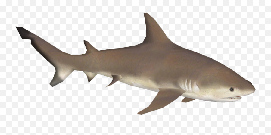 Download Bull Shark Png - Great White Shark,Shark Transparent