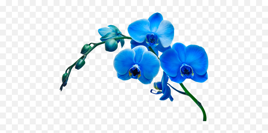 Orchid Flower Blue Png