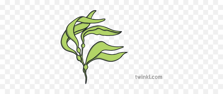 Kelp Plant Nature Water Classic Topics - Mary Twinkl Png,Kelp Png