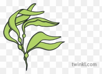 Kelp Plant Nature Water Classic Topics - Mary Twinkl Png,Kelp Png