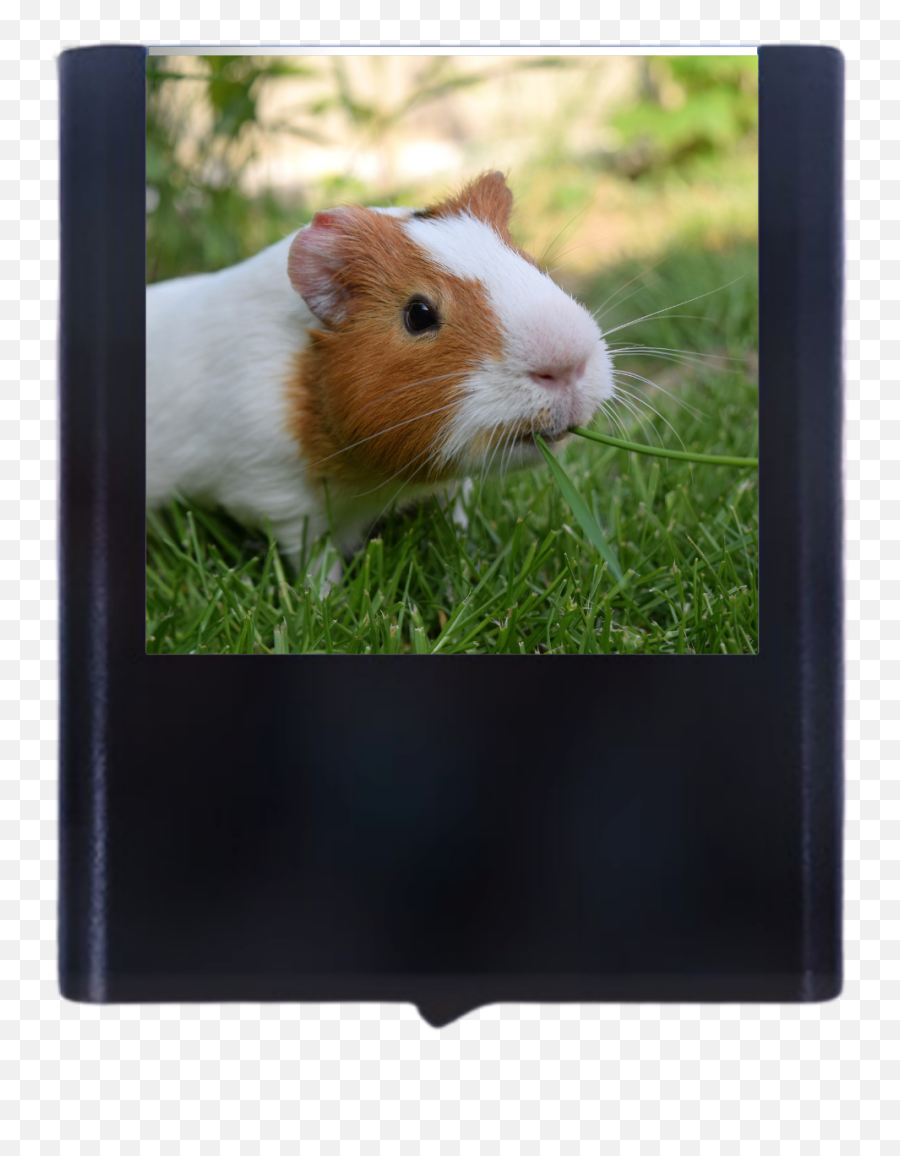 Guinea Pig Color Print Glass Led Night - Guinea Pig In Grass Png,Guinea Pig Png