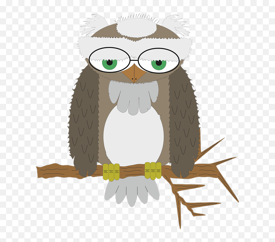 Owl Wisdom Bird Of Prey - Free Image On Pixabay Bird Of Prey Png,Prey Png