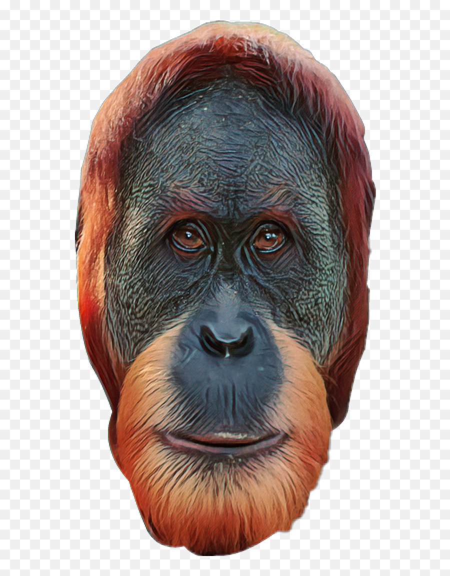 Download Report Abuse - Monkey Full Size Png Image Pngkit Transparent Orangutan Face Png,Orang Png