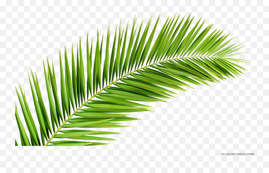 Palm Trees - Palm Tree Leaves Png,Palm Trees Png