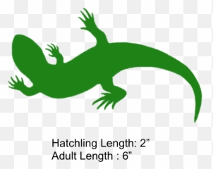 Lizard Clipart Geico - Yellow Spotted Holes png