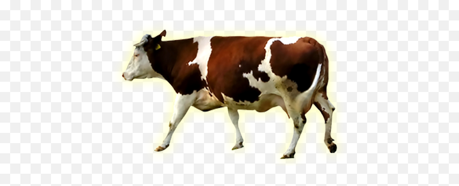 Vaca Png