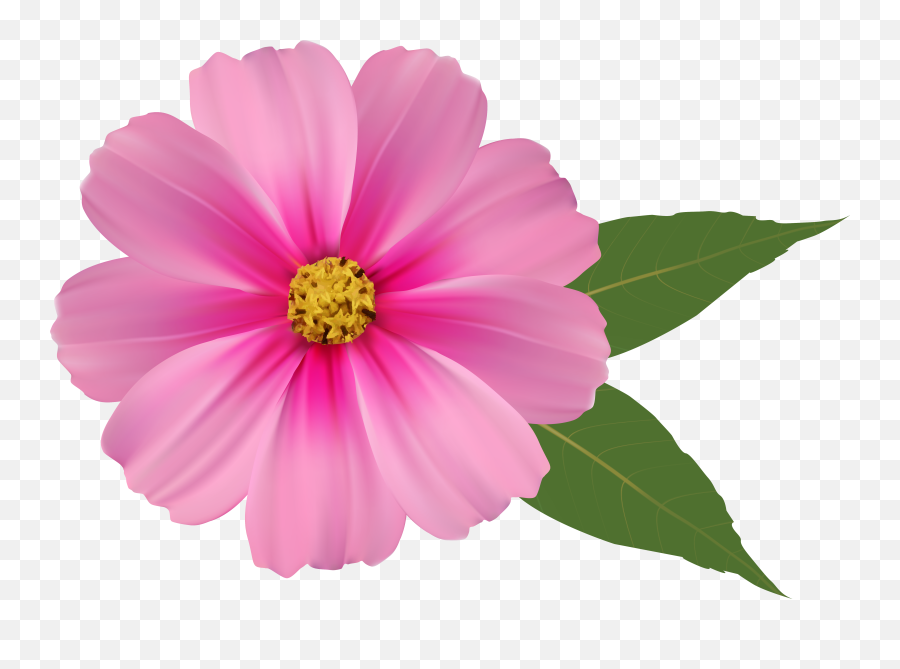 Hd Transparent Pink Daisy - Clipart Pink Flower Png,Daisy Png