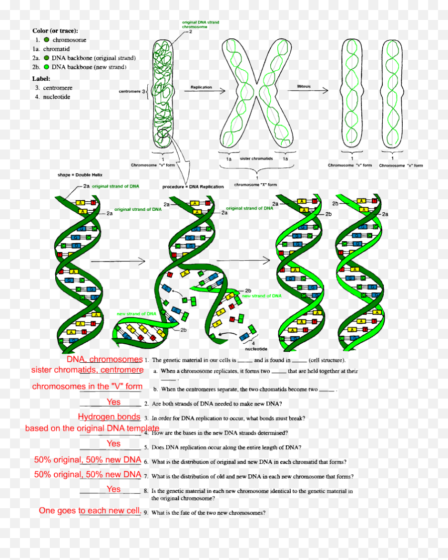 Download Dna Replication Worksheet Middle School Png Image - Dot,Replication Icon