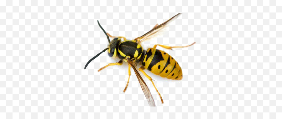 Wasp Png Images Free Download - Wasp Next To Bee,Wasp Png