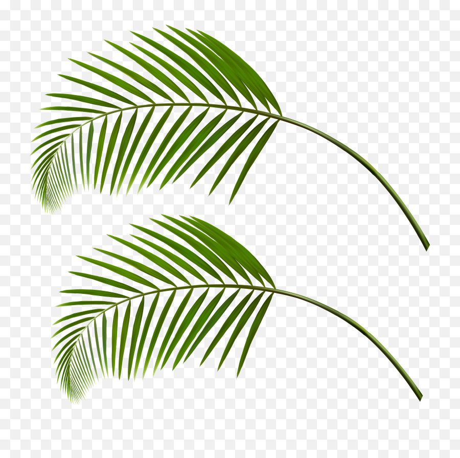 Transparent Palm Leaves Png Clipart Download - Palm,Palm Png