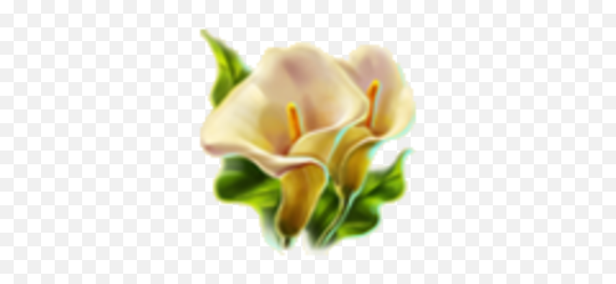 Calla Lilies Dreamfields Wiki Fandom - Tulip Png,Lilies Png