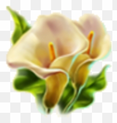 Calla Lilies Dreamfields Wiki Fandom - Tulip Png,Lilies Png