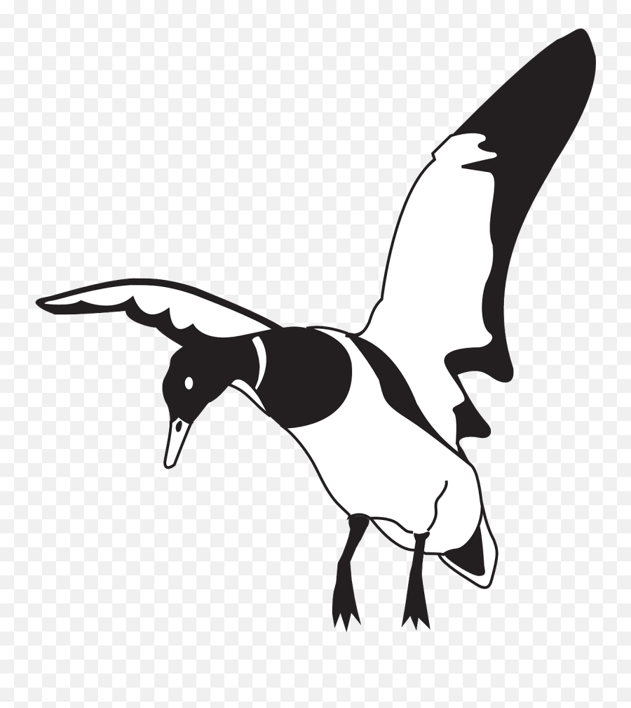Black White Bird Duck Wings Png Image Clipart - Full Size Clip Art Duck Landing,Black Wing Png