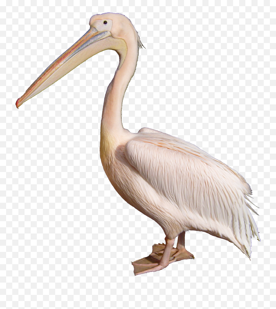 Pelican - White Pelican Png,Pelican Png