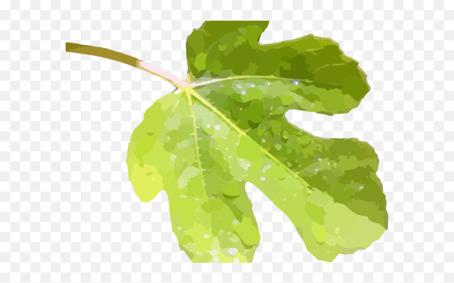 Fig Leaf Png - Green Leaves Clipart Fig Leaves Fig Leaf No Fig Leaf Clip Art,Leaves Clipart Png