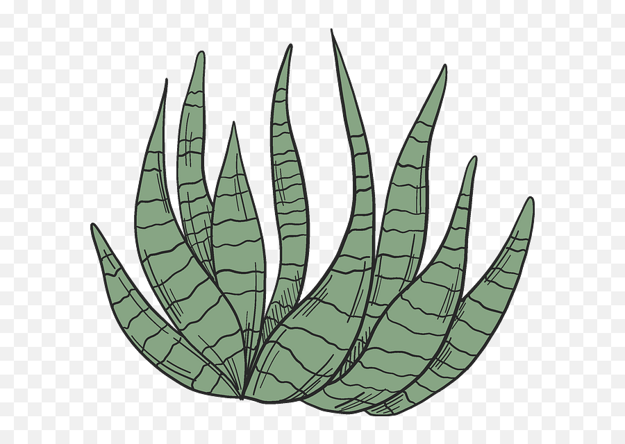 Plants Clipart Free Download In Png Or Vector Format - Agave,Cactus Clipart Png