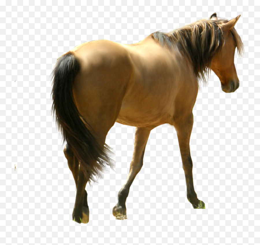 Horse Png Image - Back Of Horse Png,Horse Transparent Png