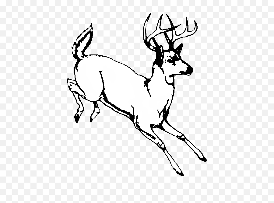 Horns Vector Buck Transparent Png - Whitetail Buck Clipart,Deer Head Logo