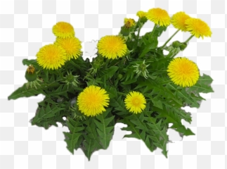Dandelions Png