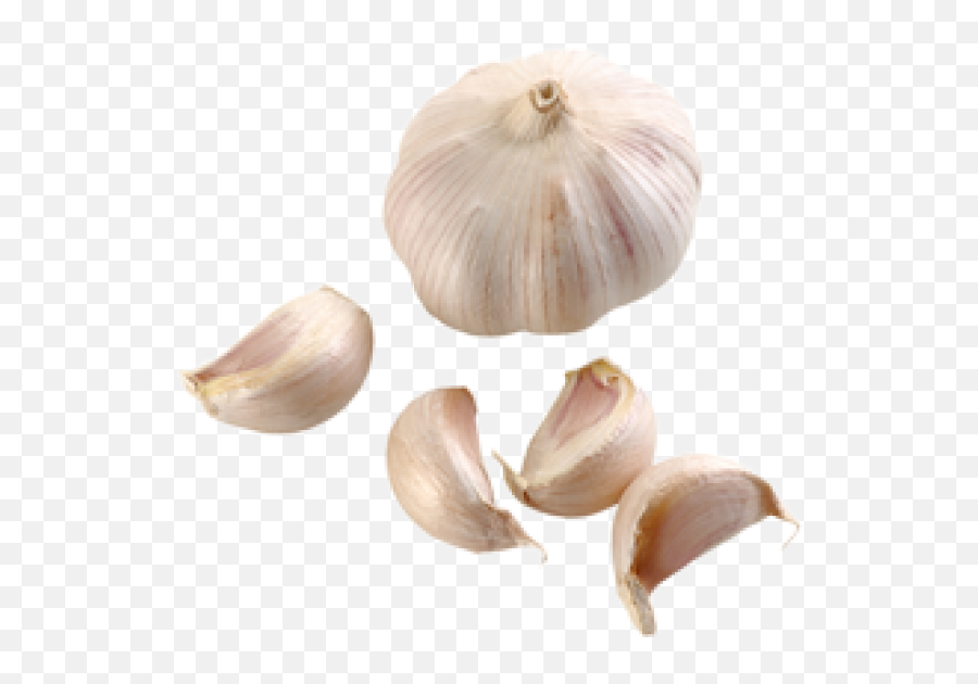Download Garlic Free Png Image - Garlic Png,Garlic Transparent Background