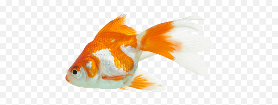 King Goldfish Full Size Png Download Seekpng - Aquarium Gold Fish Png,Goldfish Png