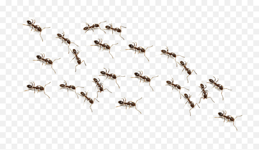 Ant Png With Group - Yourpng Transparent Background Ants Transparent,Group Png