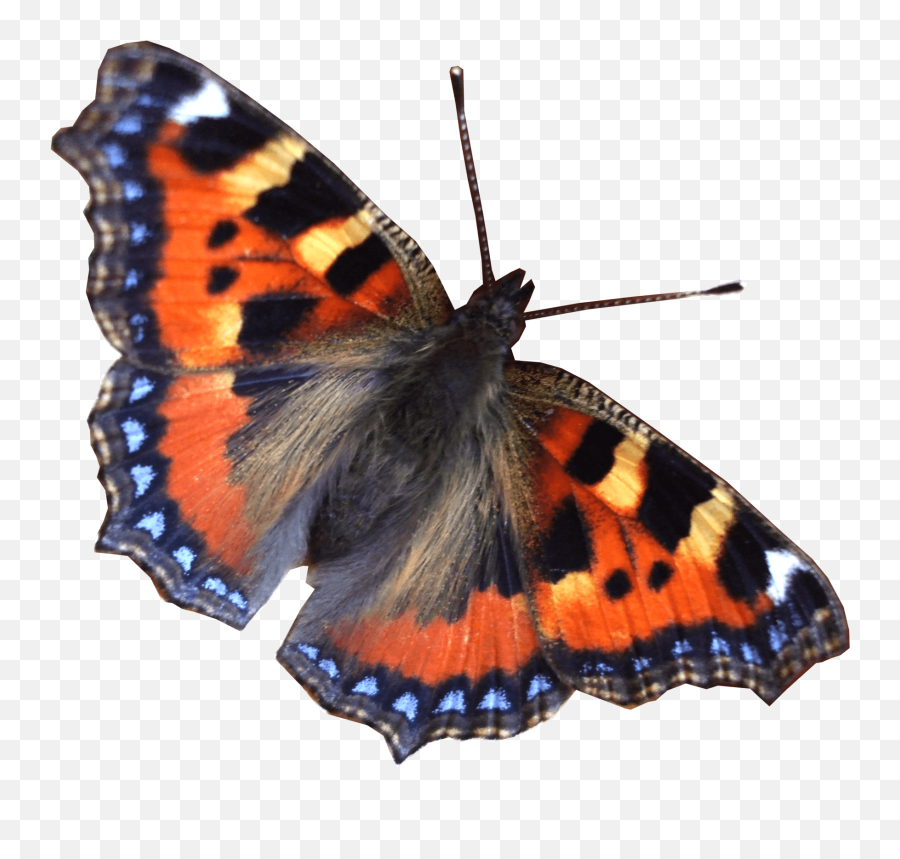 Butterfly Right Transparent Png - Stickpng Butterfly Real Png,Butterflies Transparent