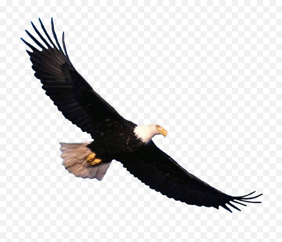 Eagel Png Free Download 14 Images - Bald Eagle Flying Png,Prey Png
