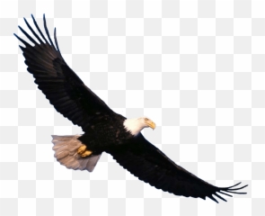 Eagel Png Free Download 14 Images - Bald Eagle Flying Png,Prey Png