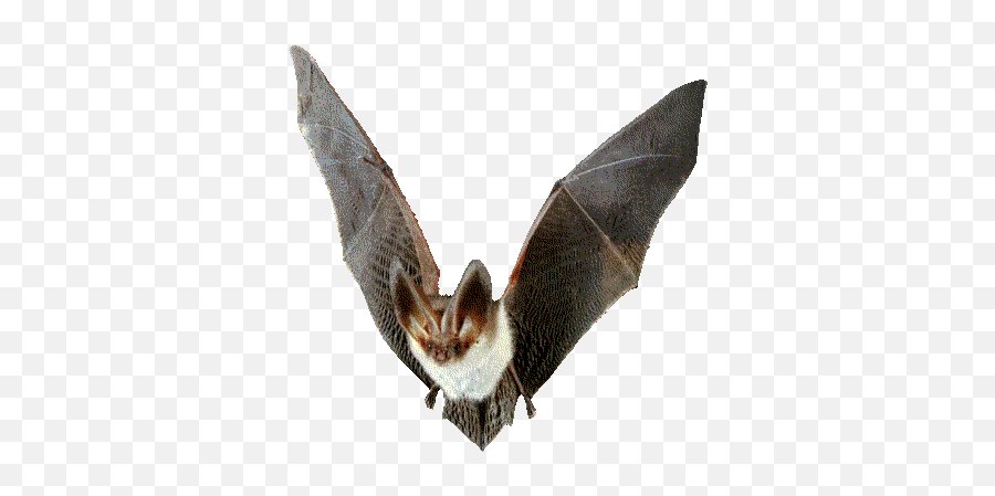 No Background Transparent Vampire Bat - Northern Long Eared Bat Png,Bat Transparent