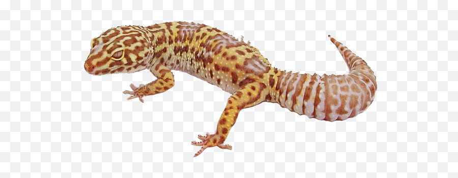 Download Free Png Geckos Image - Leopard Gecko Free Png,Gecko Png