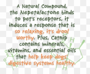 Doggijuana Everything You Need To Know About Catnip U0026 Dogs - Dot png