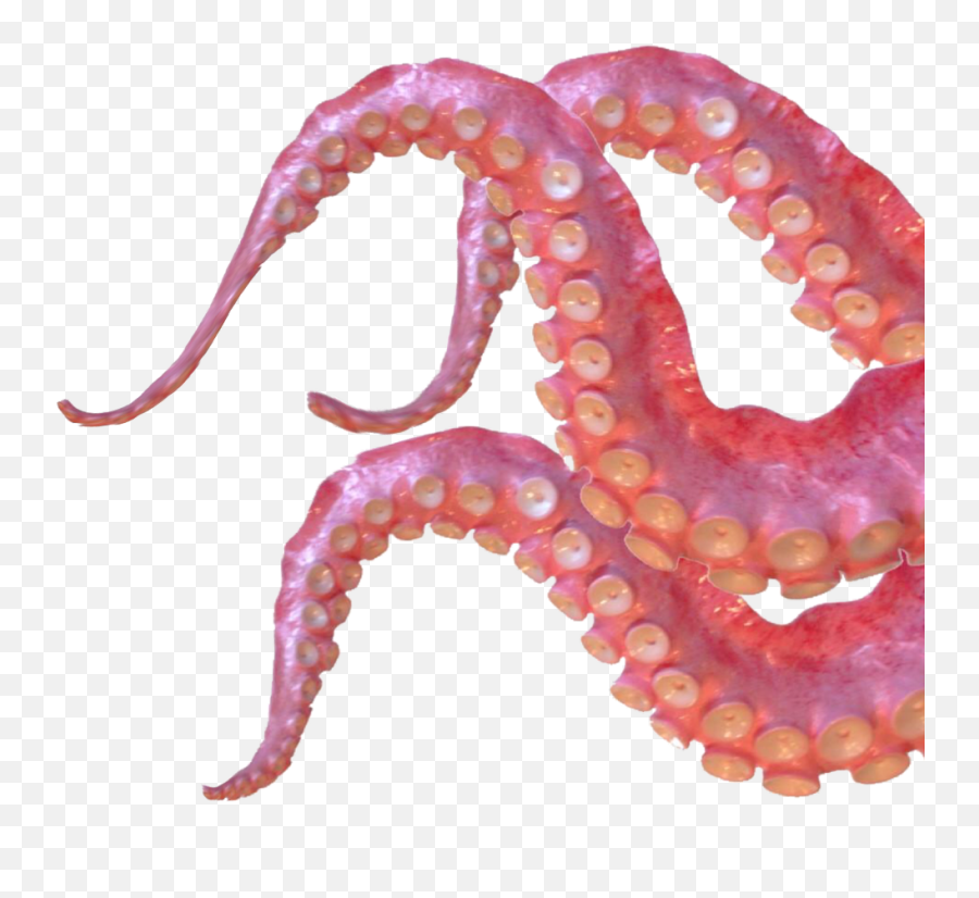 Transparent Octopus Tentacle Png - Octopus Clip Art, Png Download ,  Transparent Png Image - PNGitem