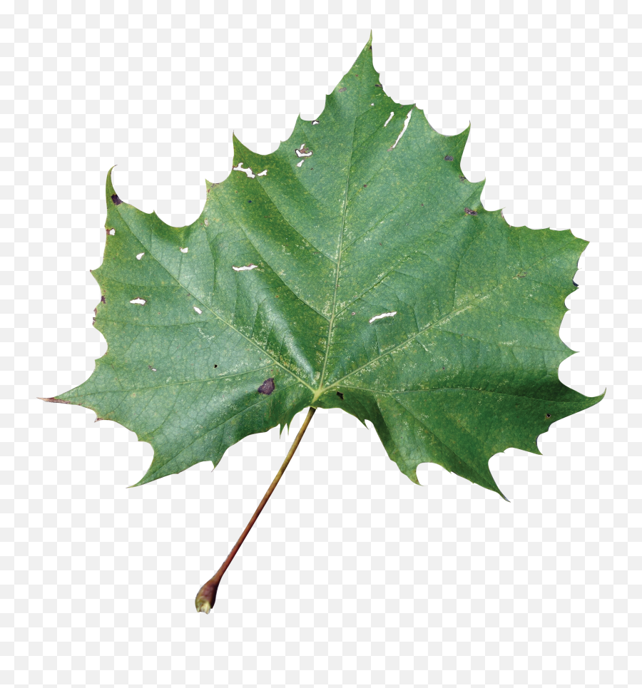 Sycamore Tree Leaf Png Transparent Leafpng - Rose Leaves Png,Leaf Png