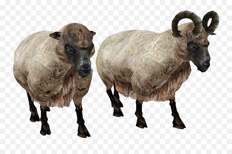 Sheep Png Image Free Download - Sheep Male Png,Sheep Png
