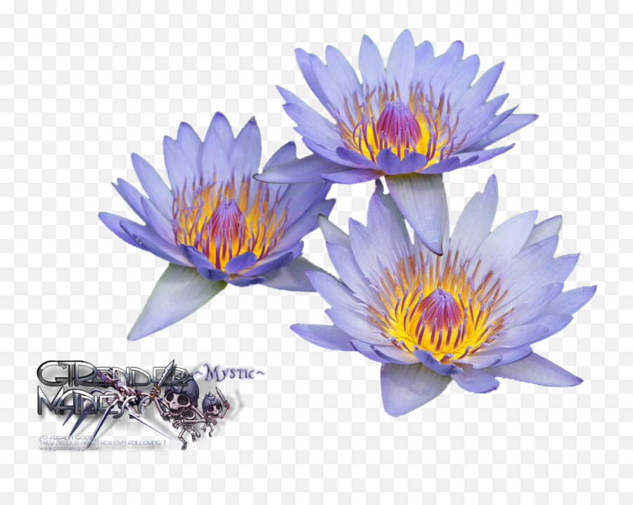 Download Liked Like Share - Water Lilies Png Image With No Water Lilies,Lilies Png