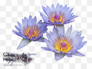 Download Liked Like Share - Water Lilies Png Image With No Water Lilies,Lilies Png