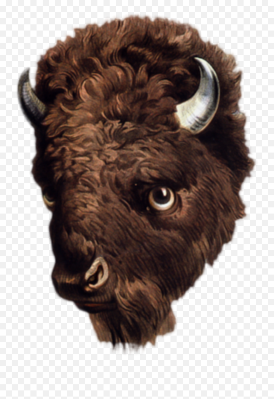 Buffalo Face Clipart Png - Png Bison Head,Bison Png