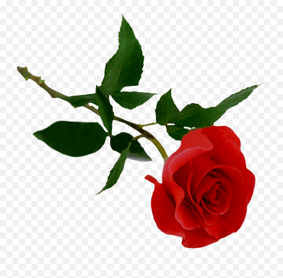 Rose Png Picture Web Icons - Transparent Background Rose Clipart Transparent,Free Flower Png