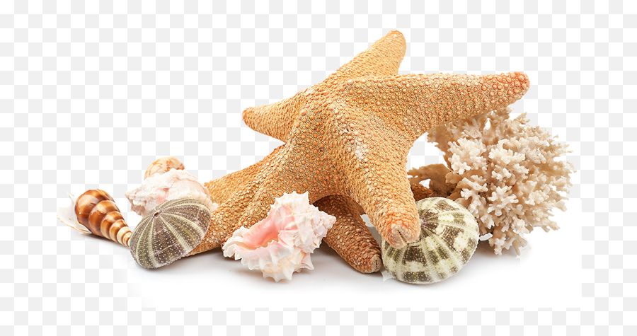 Seashells - Transparent Background Sea Shells Png,Beach Background Png
