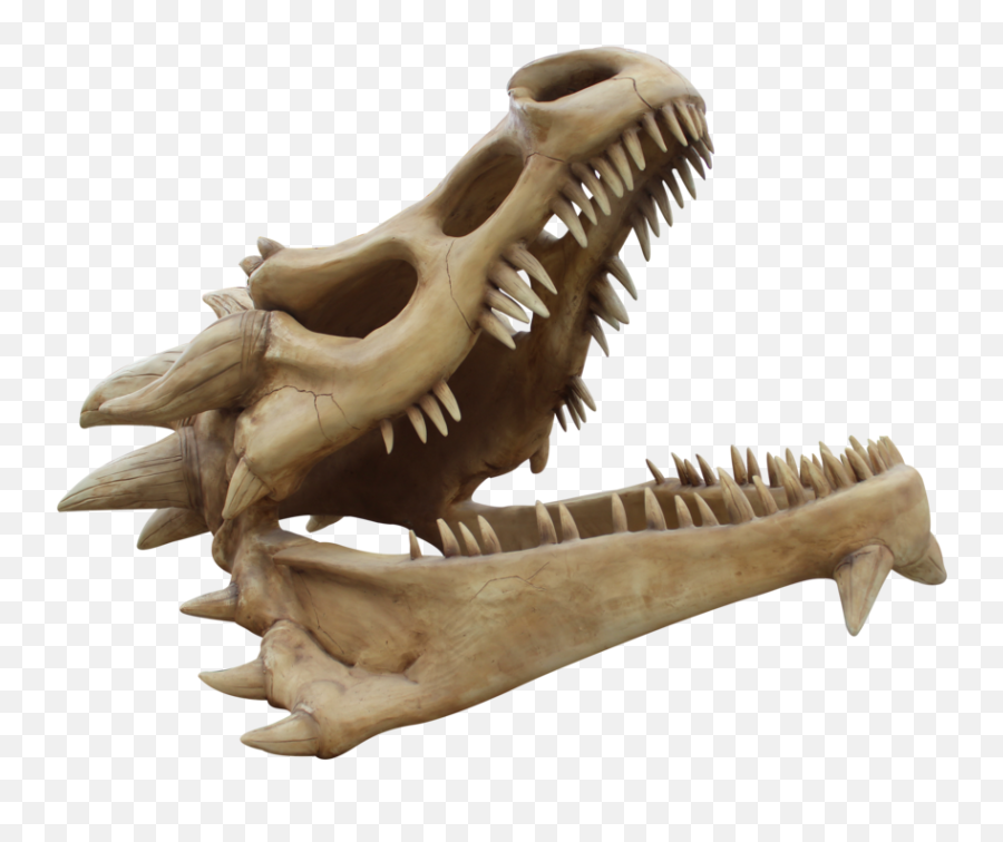 Dragon Skull Png Transparent Collections - Dragon Skull Png,Skeleton Png Transparent