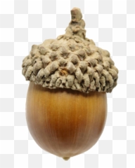 The Oak Vessel - Fruit D Automne Gland Png,Acorn Png