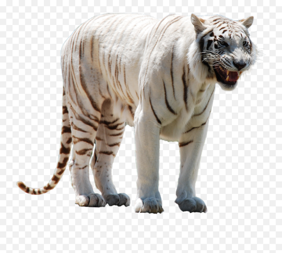 Download White Tiger Png Image For Free - White Tiger Png,White Tiger Png