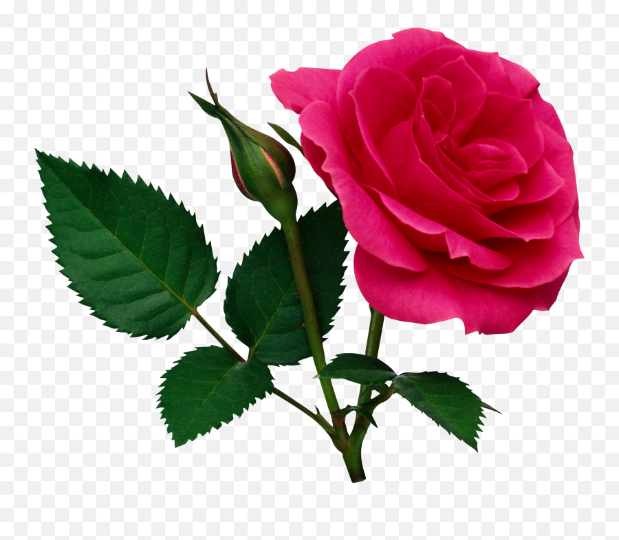 26 Pink Rose Clipart Single Free Clip Art Stock - Natural Rose Png,Single Rose Png