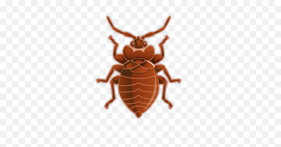 Bed Bug Png - Cartoon Transparent Bed Bugs,Bugs Png